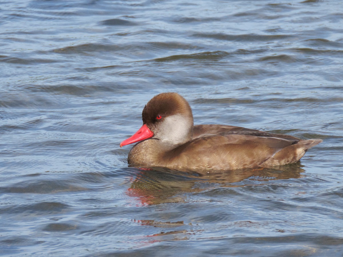 Red-crested Pochard - Dave Panchaud