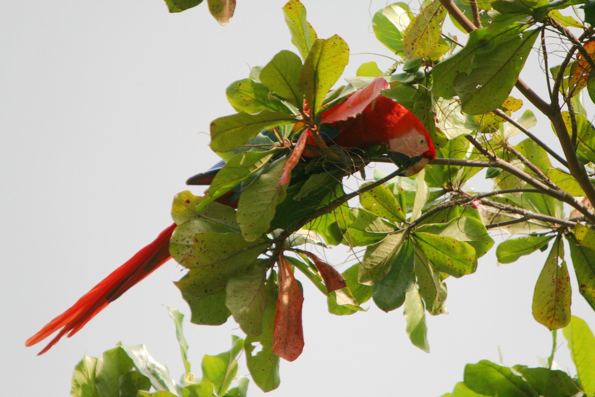 Scarlet Macaw - Plamen Peychev