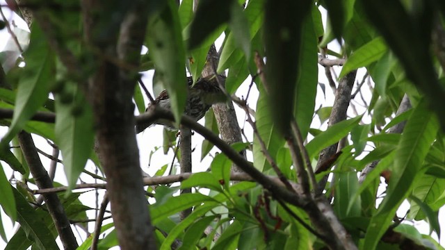 Ferruginous Pygmy-Owl (Ferruginous) - ML472582