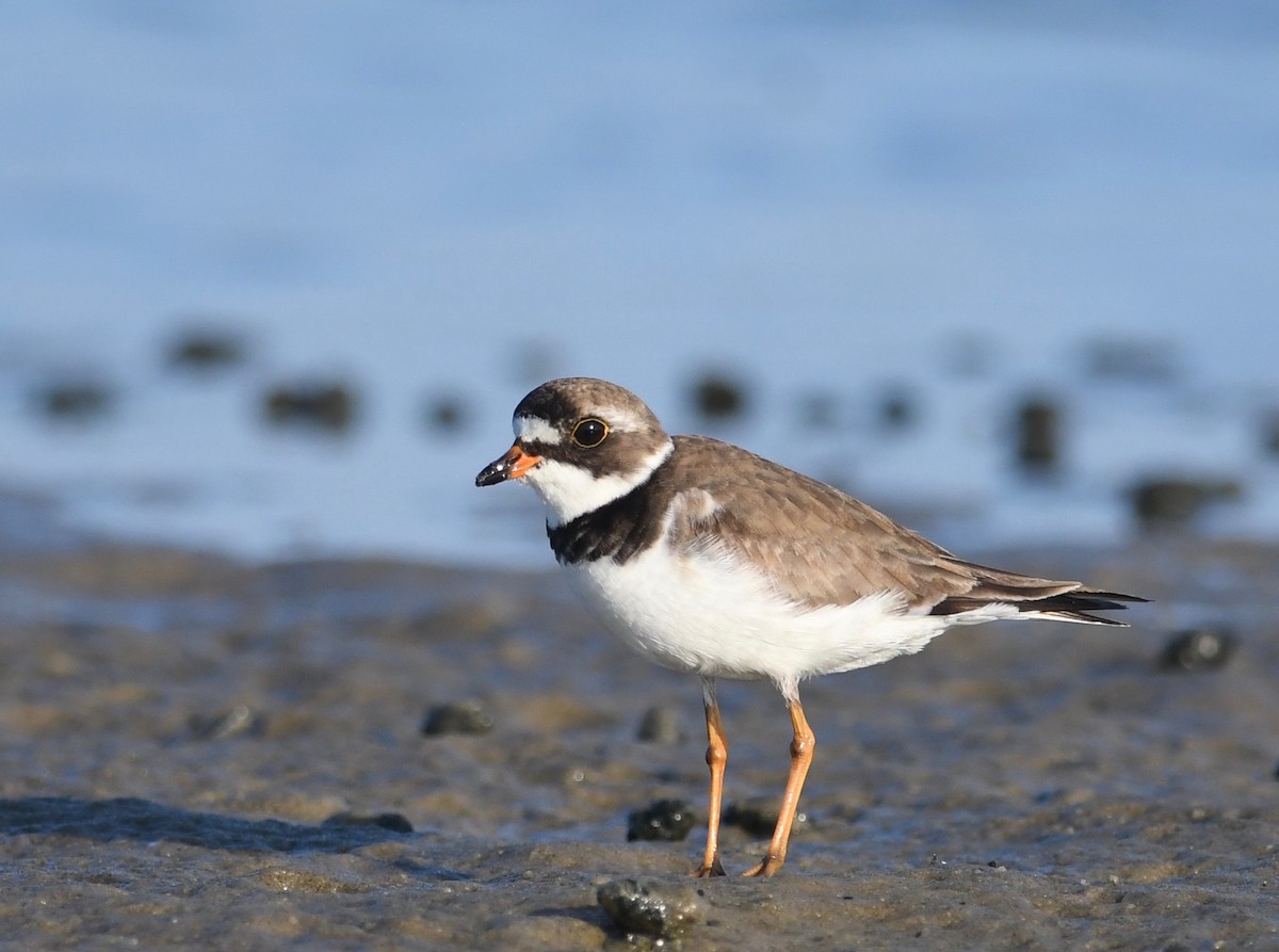 Semipalmated Plover - Peter Paul
