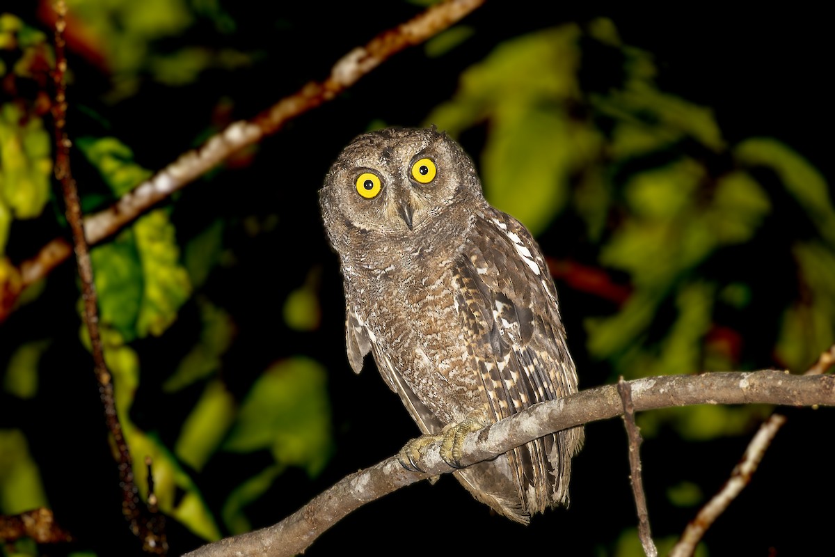 Biak Scops-Owl - ML472584901