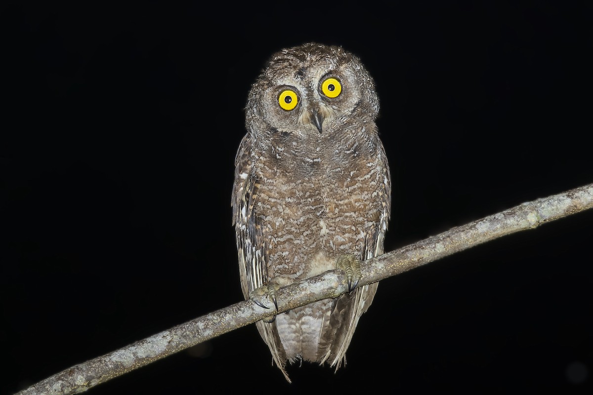 Biak Scops-Owl - ML472584931