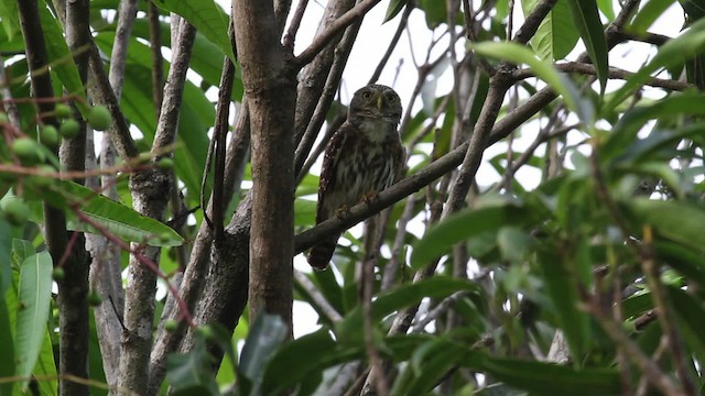 Ferruginous Pygmy-Owl (Ferruginous) - ML472585
