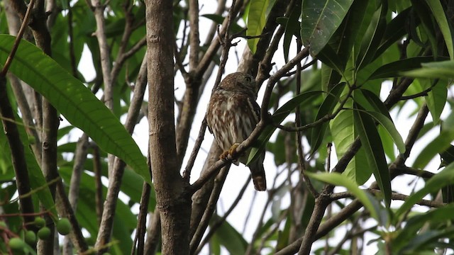 Ferruginous Pygmy-Owl (Ferruginous) - ML472586