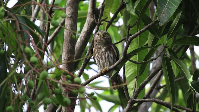 Ferruginous Pygmy-Owl (Ferruginous) - ML472587