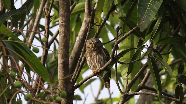 Ferruginous Pygmy-Owl (Ferruginous) - ML472588