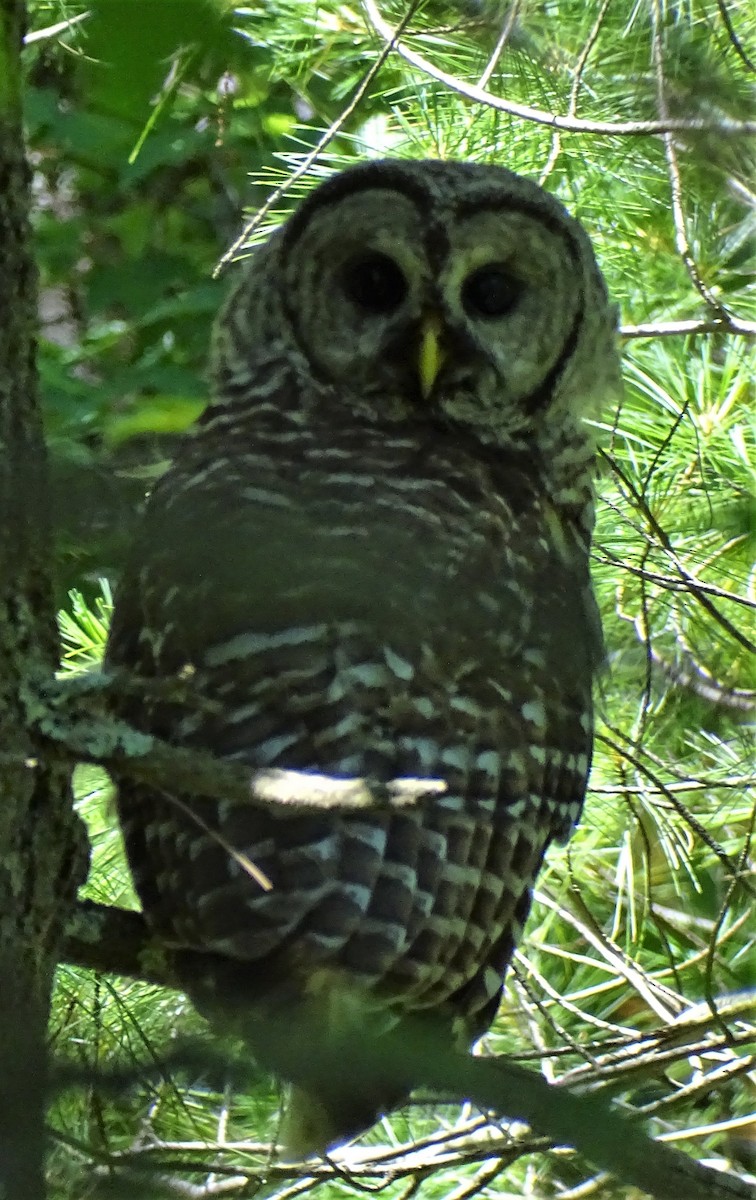 Barred Owl - ML472588281