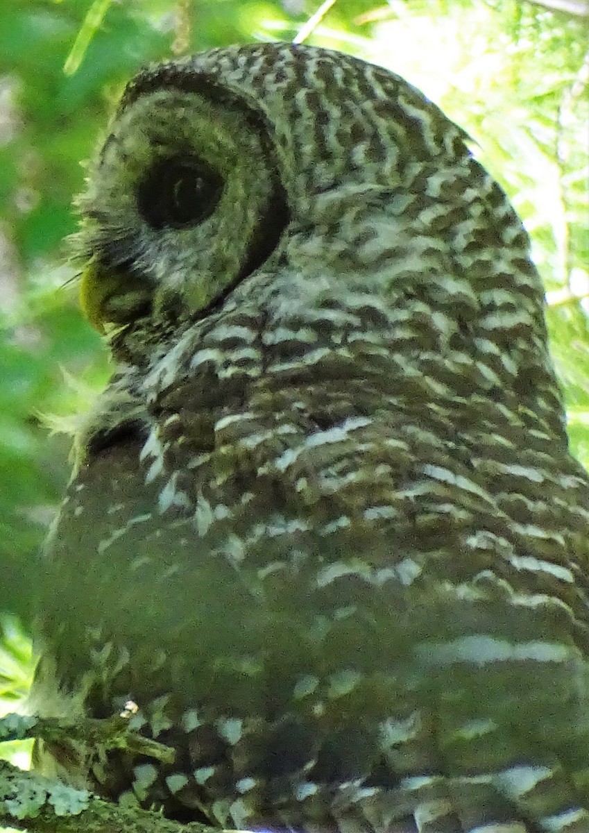 Barred Owl - ML472588501