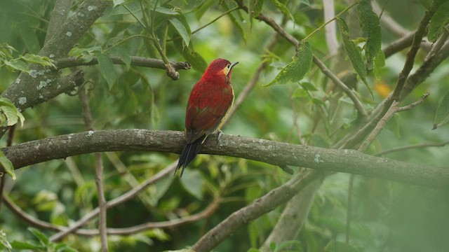Crimson-mantled Woodpecker - ML472588981
