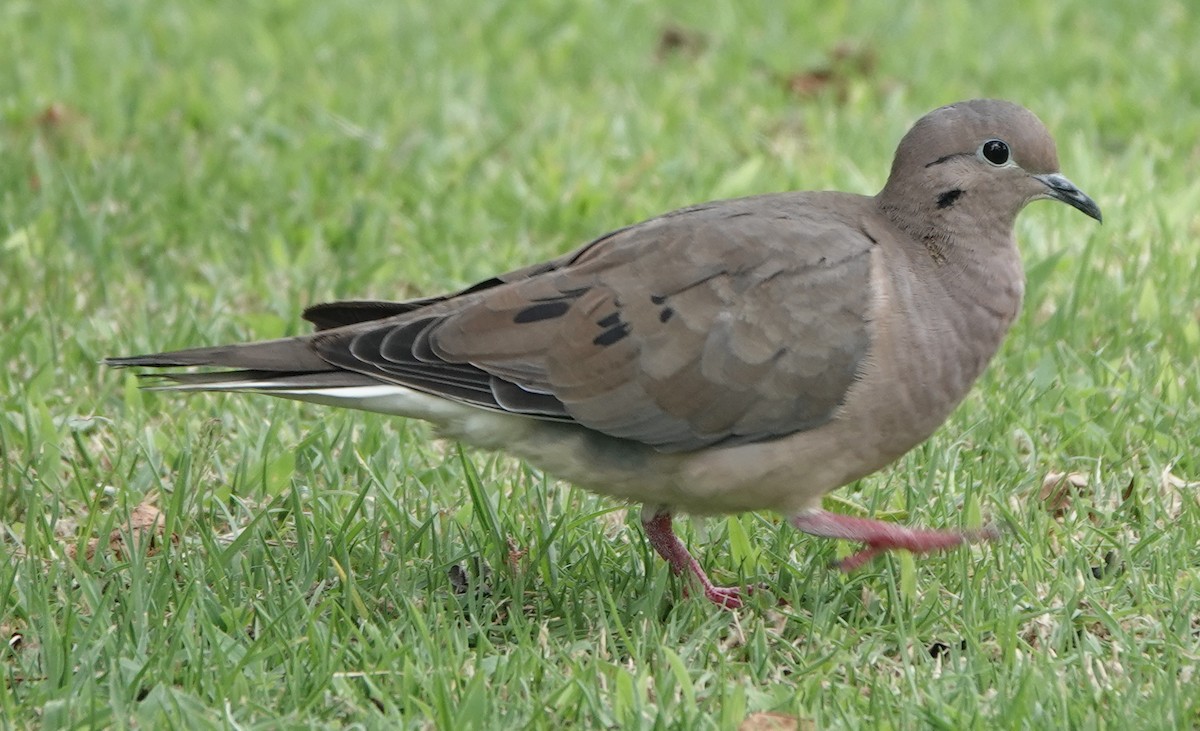 eBird Checklist - 23 Jul 2022 - Hostería San José de Puembo - 9 species