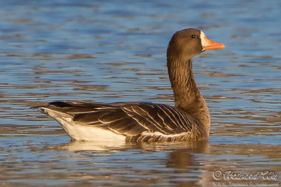 Greater White-fronted Goose - Howard Wu