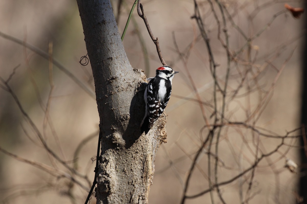 Downy Woodpecker - ML47259351