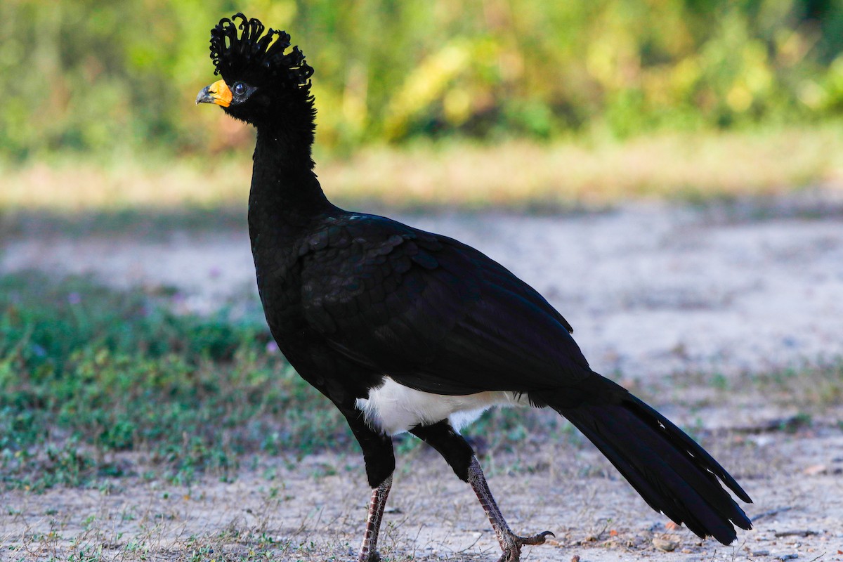 Bare-faced Curassow - ML472596111