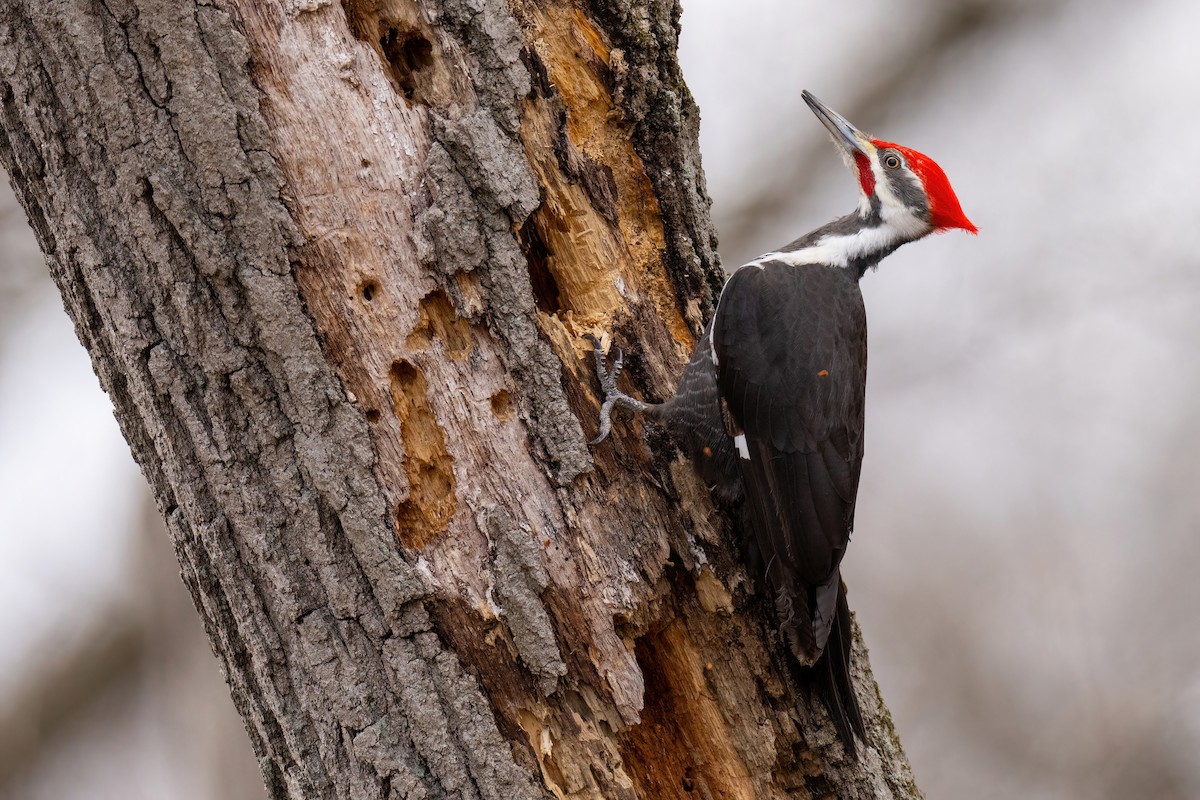 Pileated Woodpecker - Matt Zuro