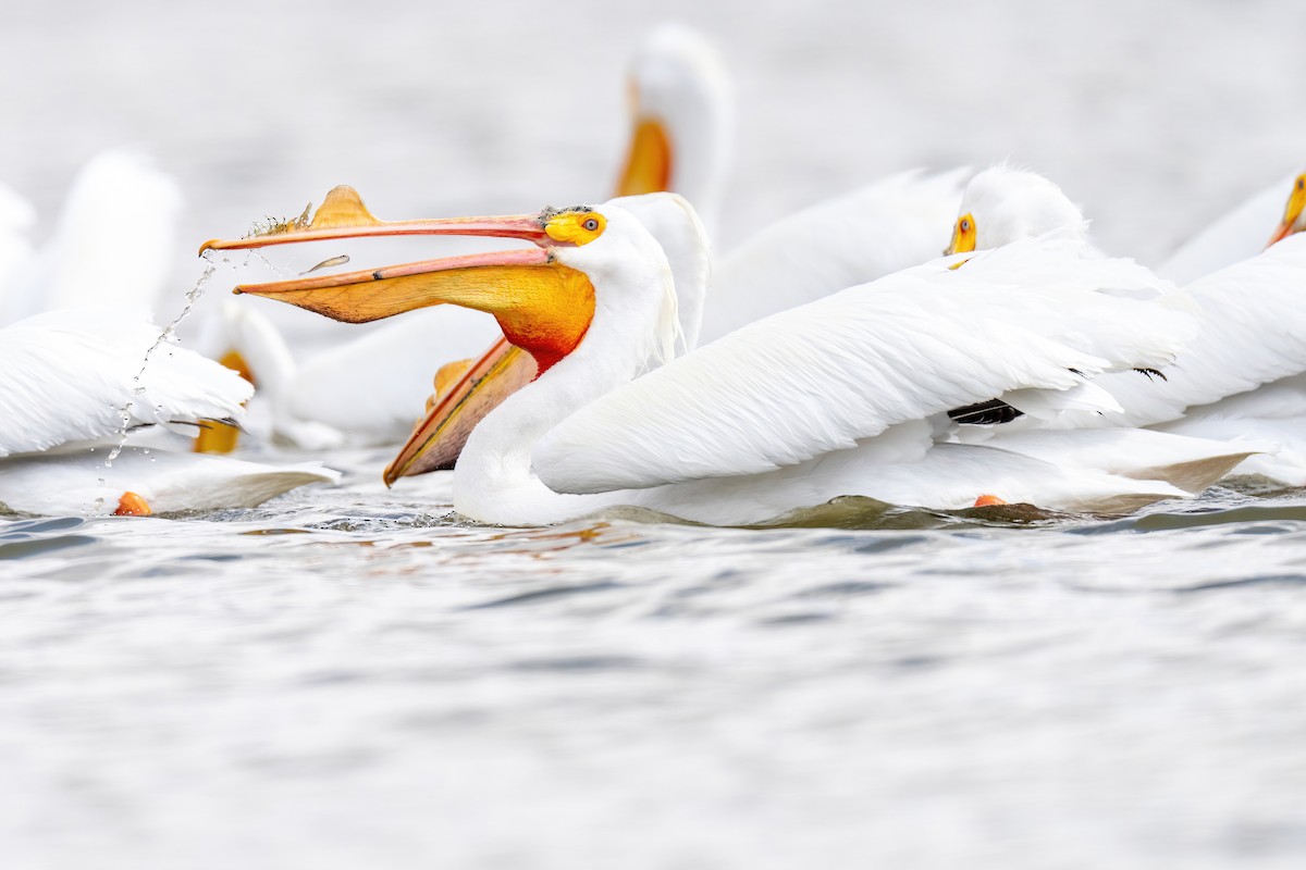 American White Pelican - Matt Zuro