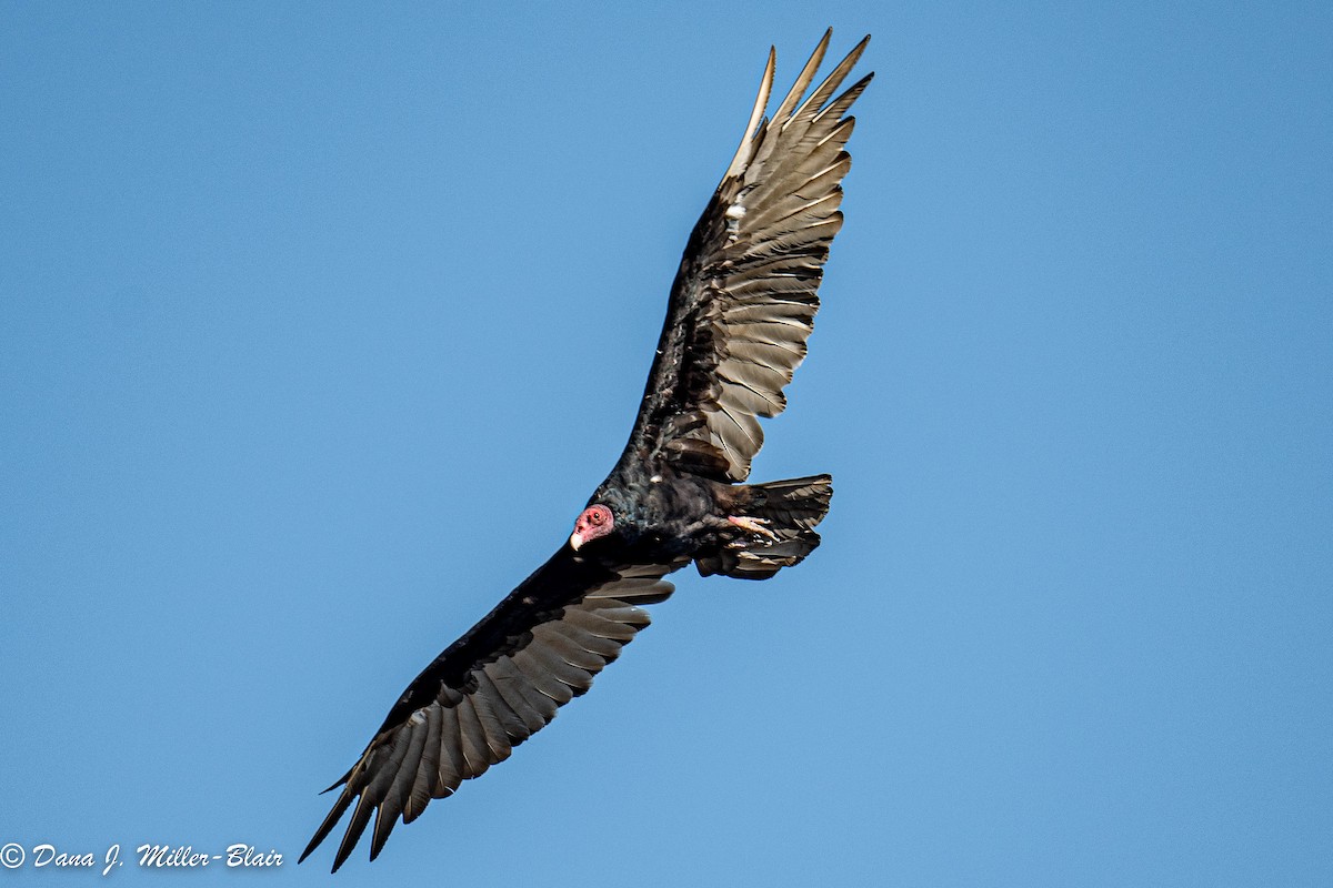 Turkey Vulture - ML472598411