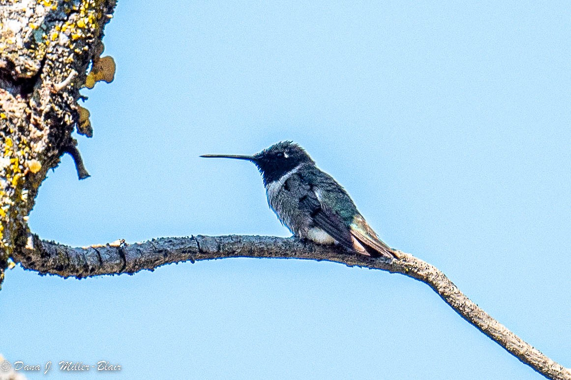 Black-chinned Hummingbird - ML472598671