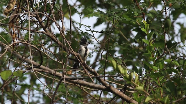Black-crested Antshrike (Black-crested) - ML472601