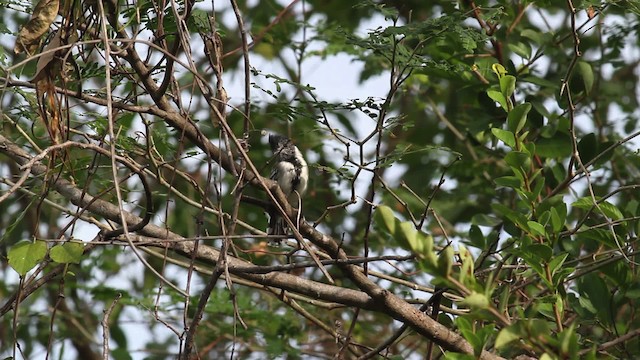 svarttoppmaurvarsler (canadensis gr.) - ML472602