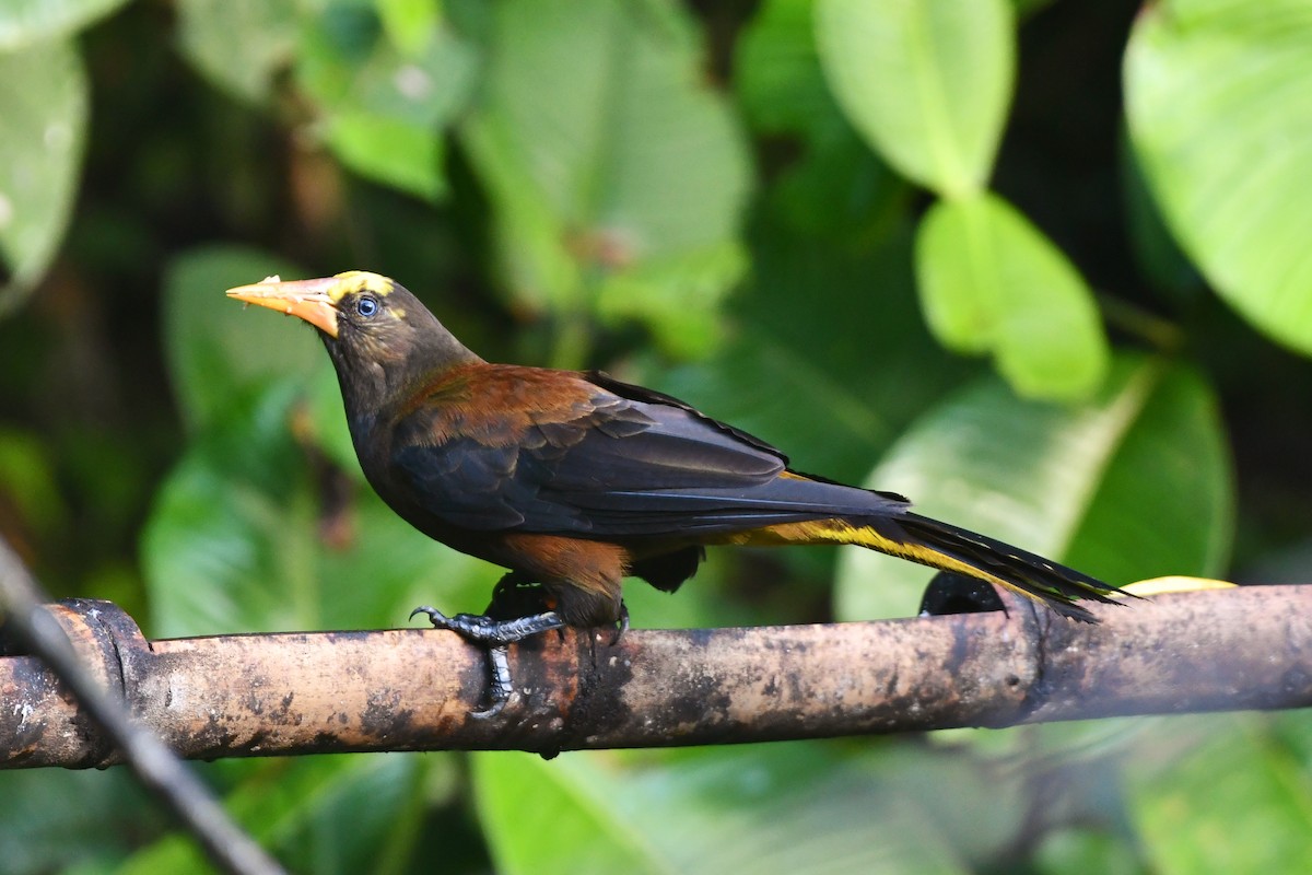 Russet-backed Oropendola - D T