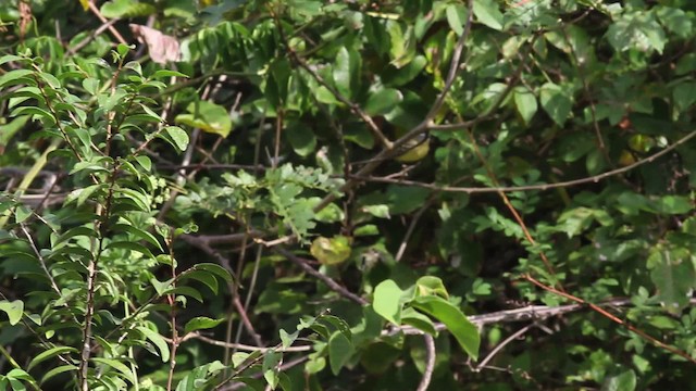Pale-tipped Tyrannulet - ML472608
