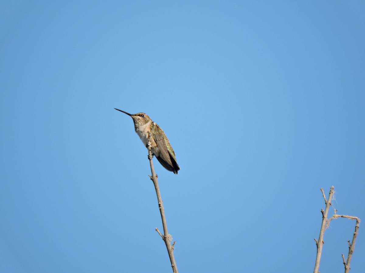 Black-chinned Hummingbird - Dianne Duke