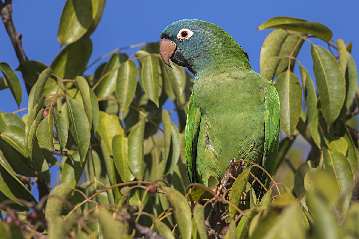 Blue-crowned Parakeet - Bradley Hacker 🦜