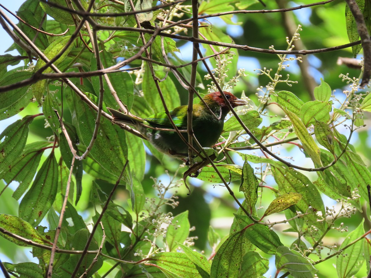Bay-headed Tanager - ML472612741