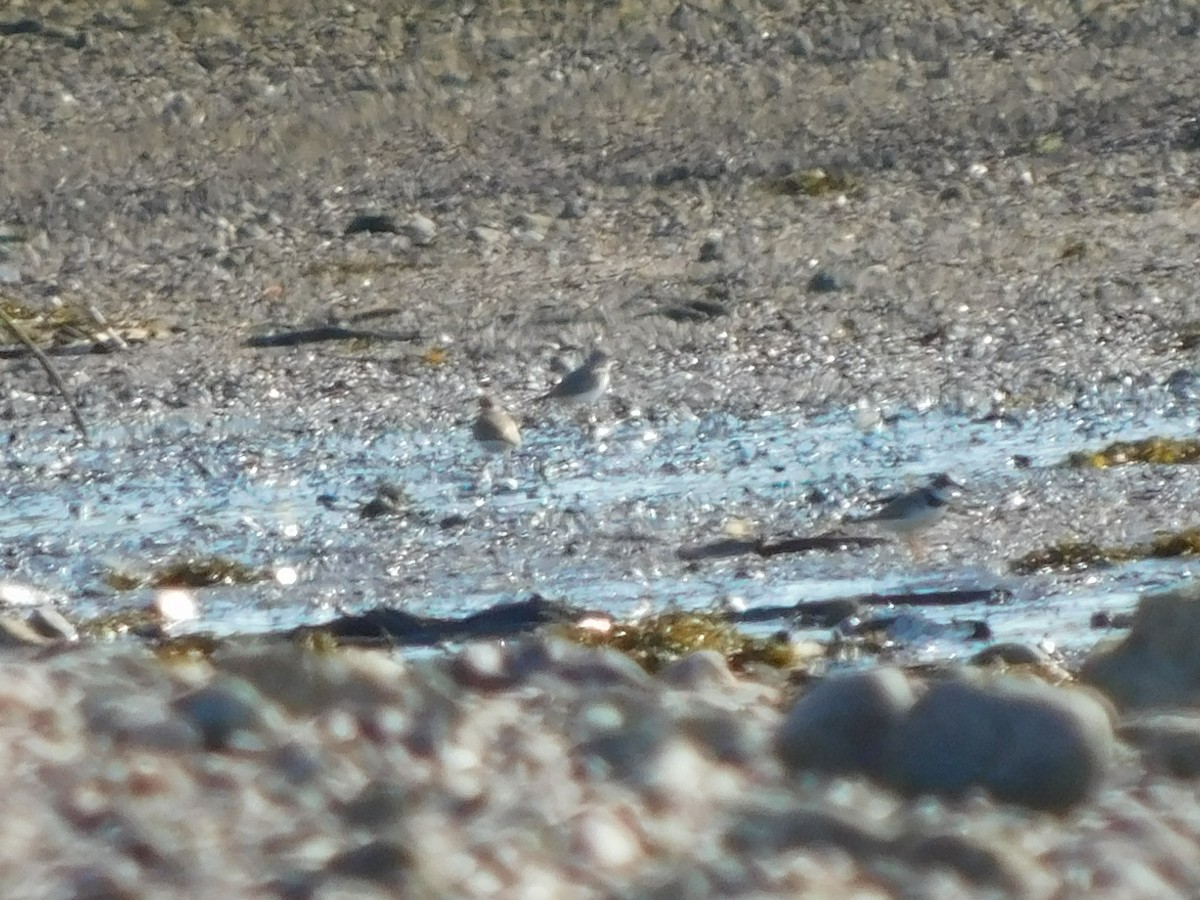 Semipalmated Plover - ML472613791