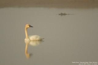 Tundra Swan, ML47261431