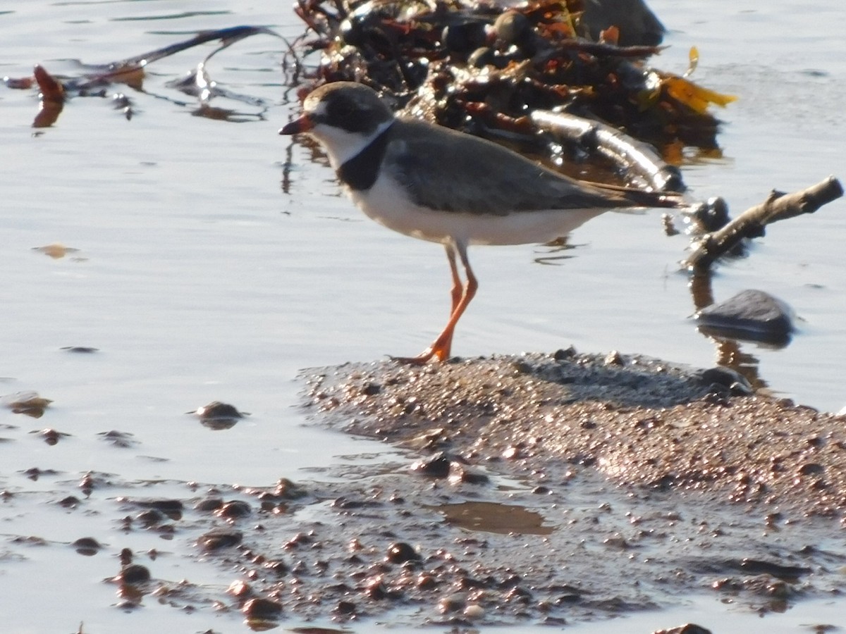 Semipalmated Plover - ML472615961
