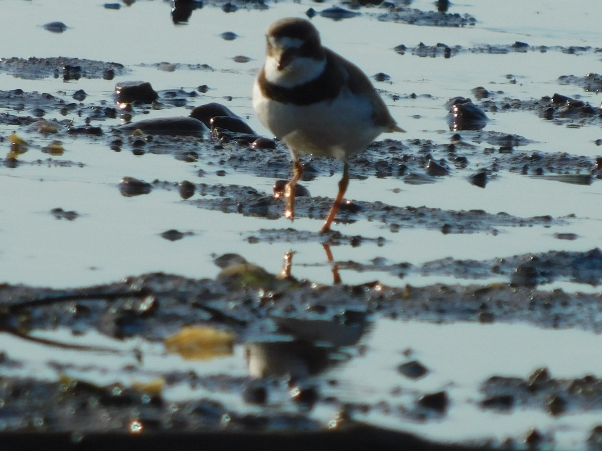 Semipalmated Plover - ML472615981