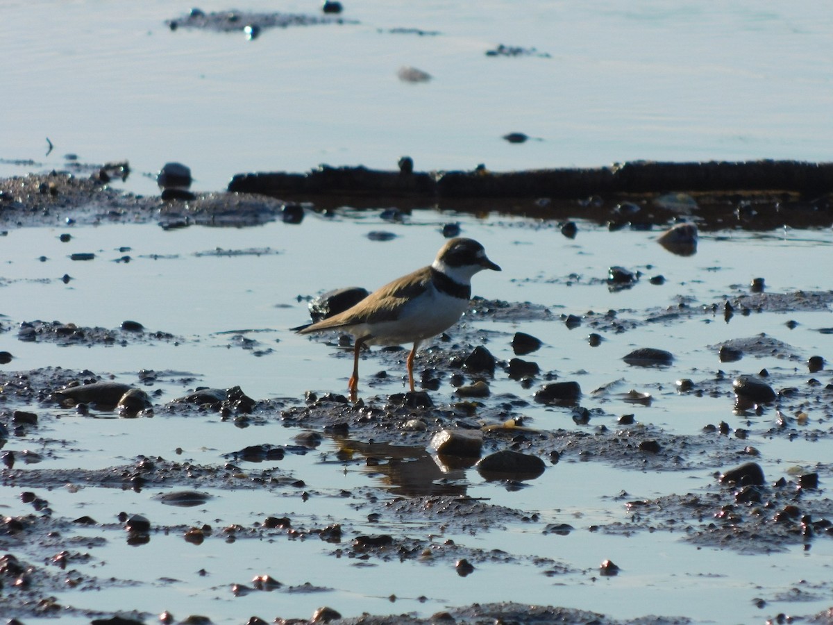 Semipalmated Plover - ML472616001