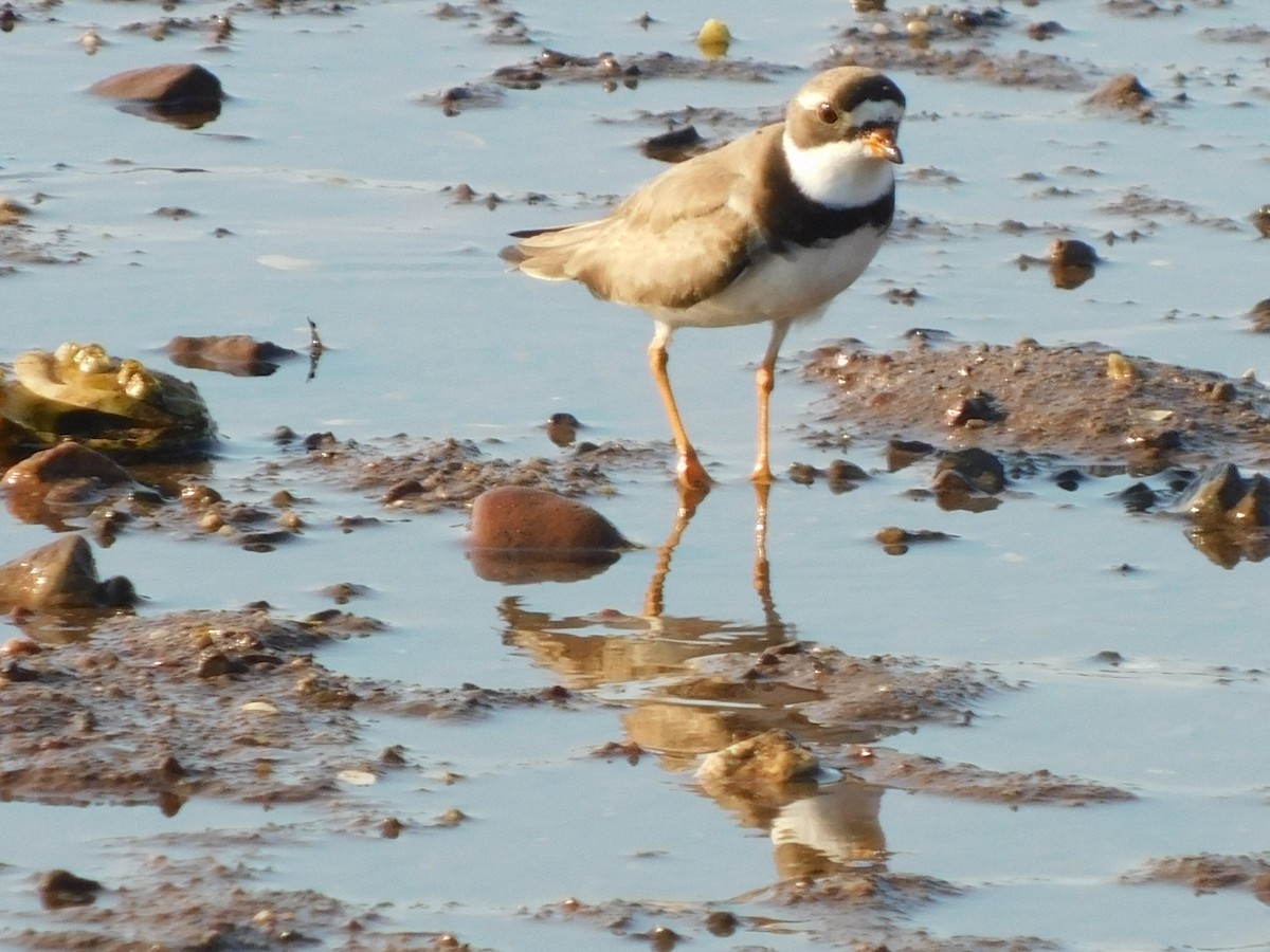 Semipalmated Plover - ML472616011