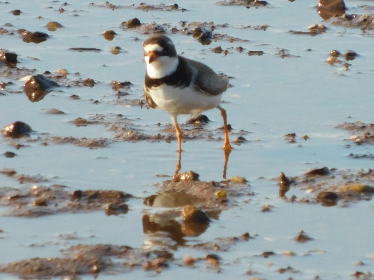 Semipalmated Plover - ML472616021