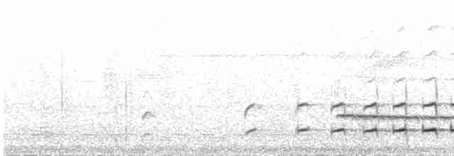 kremstrupetreløper (eytoni gr.) - ML472617321