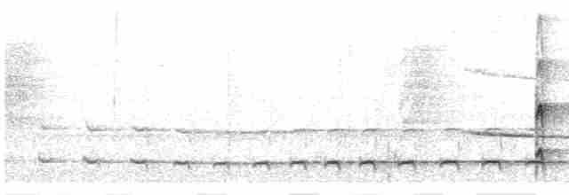 Карликовый тоди-тиранн - ML472617641