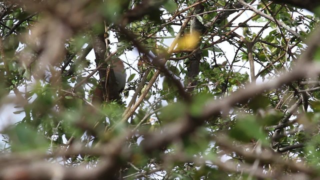 Squirrel Cuckoo (Amazonian) - ML472618