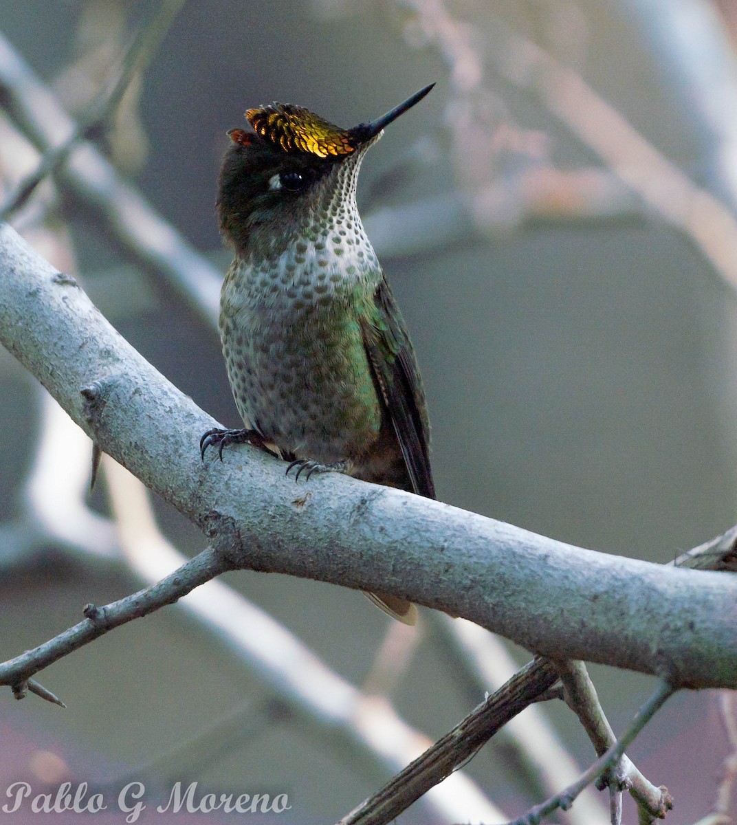 Green-backed Firecrown - ML472622101
