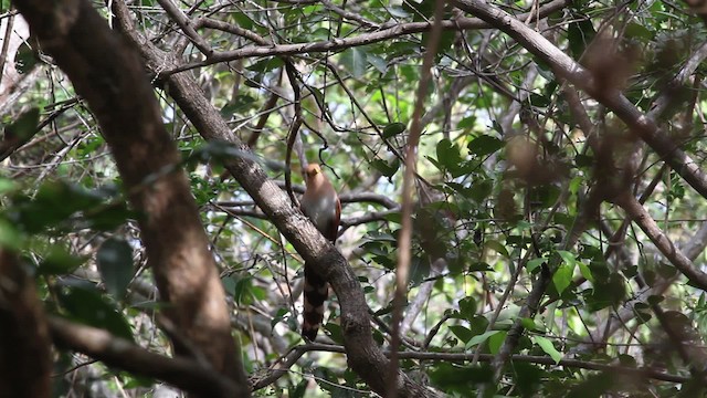Squirrel Cuckoo (Amazonian) - ML472623