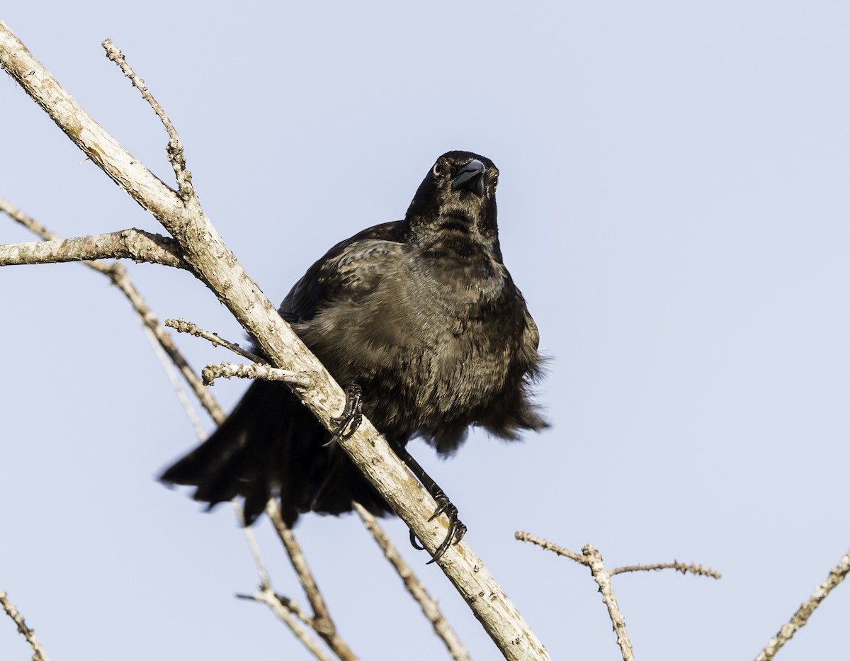 Boat-tailed Grackle - ML47262331