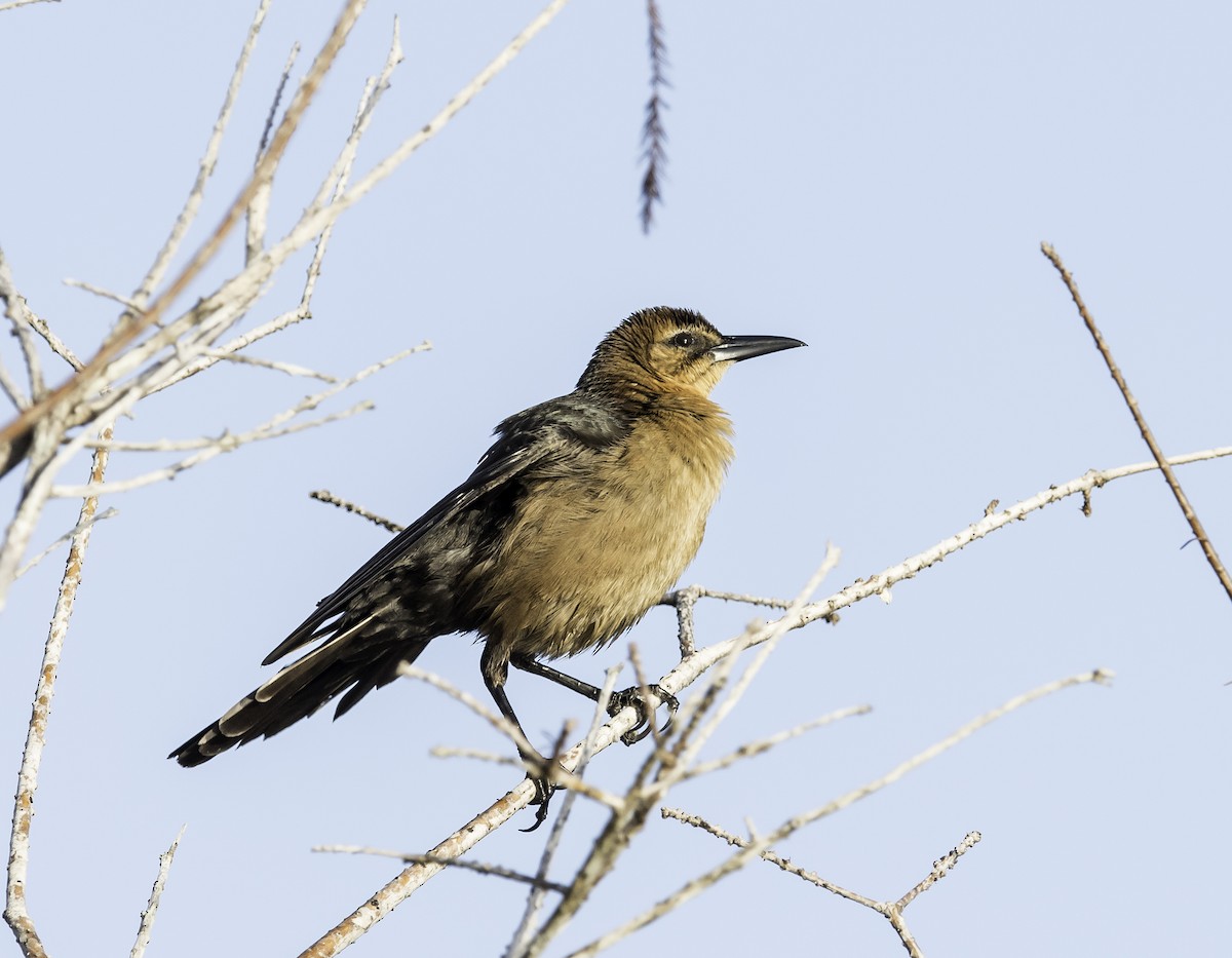 Boat-tailed Grackle - ML47262351