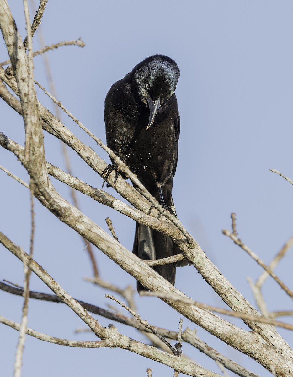 Boat-tailed Grackle - ML47262371