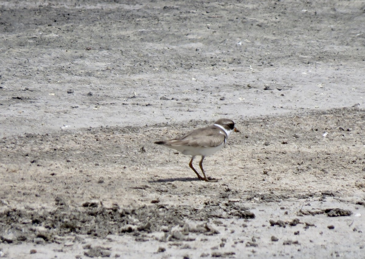Semipalmated Plover - ML472624861