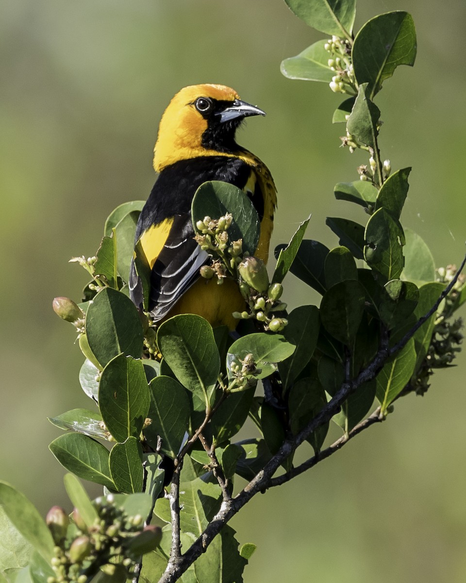 Spot-breasted Oriole - ML47263211