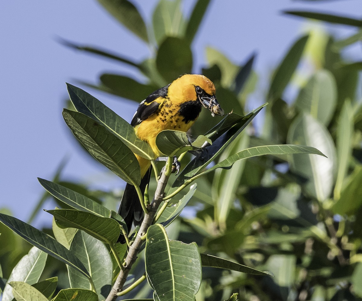 Spot-breasted Oriole - ML47263251