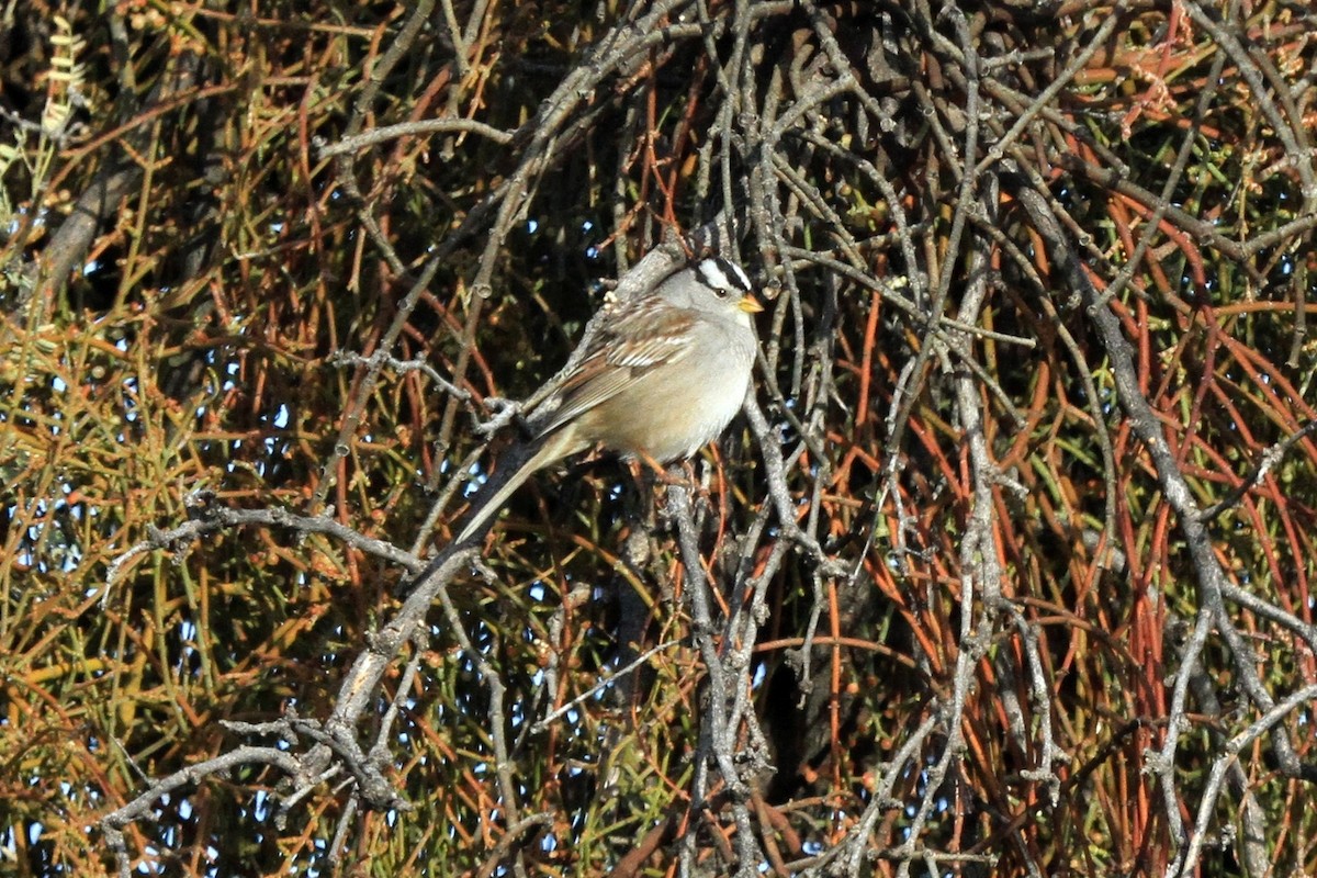 White-crowned Sparrow - ML47263411
