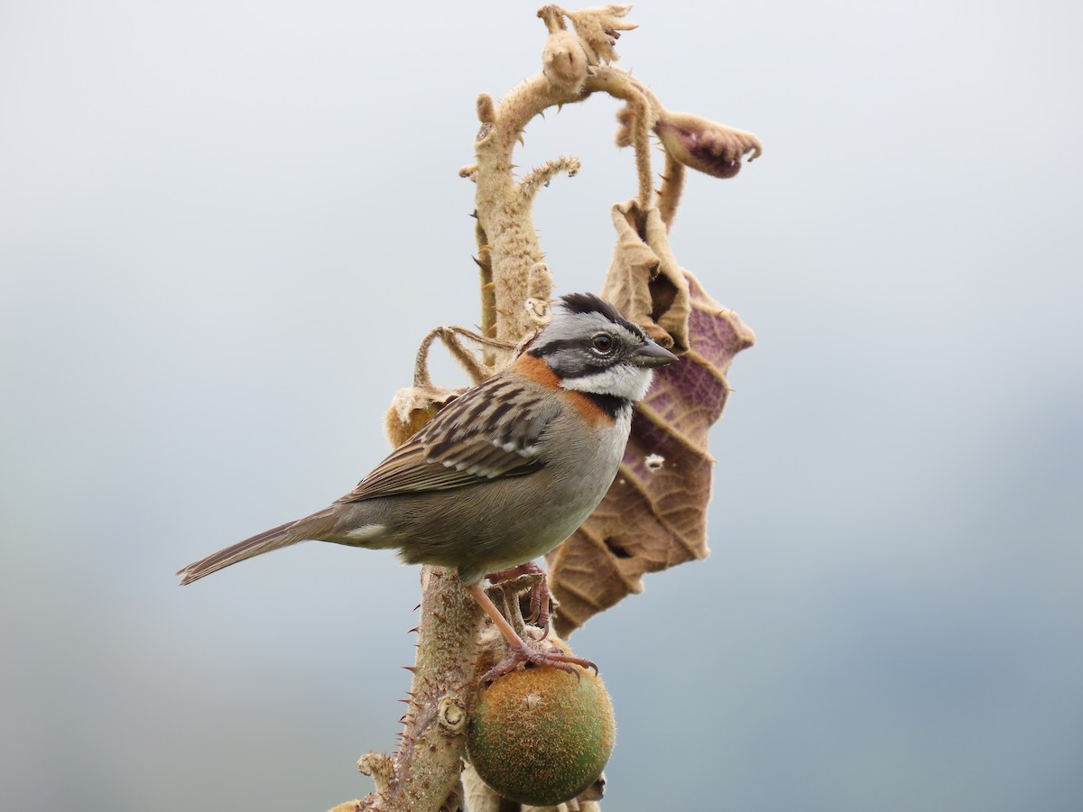 Rufous-collared Sparrow - S D