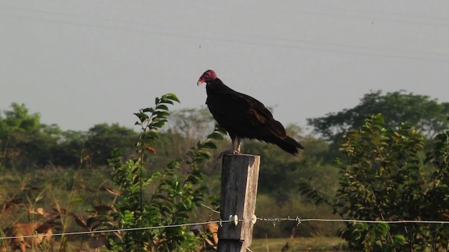 Turkey Vulture (South Temperate) - ML472657