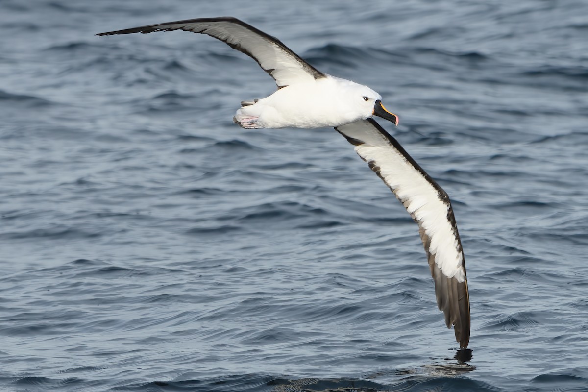 Yellow-nosed Albatross (Indian) - ML472657921